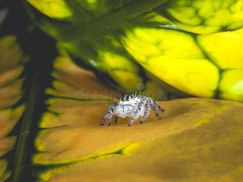 Petite araignée poilue sur les feuilles photographie stock
