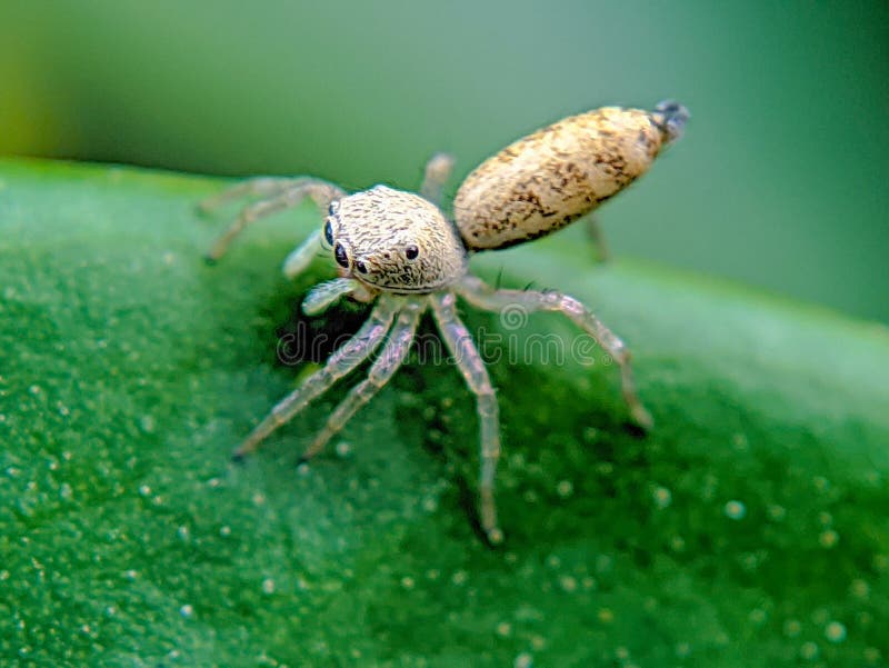 Petite araignée sur la feuille photo stock