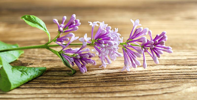Petite branche lilas de l'arbre le soleil images libres de droits Petite branche lilas de l'arbre le soleil images libres de droits