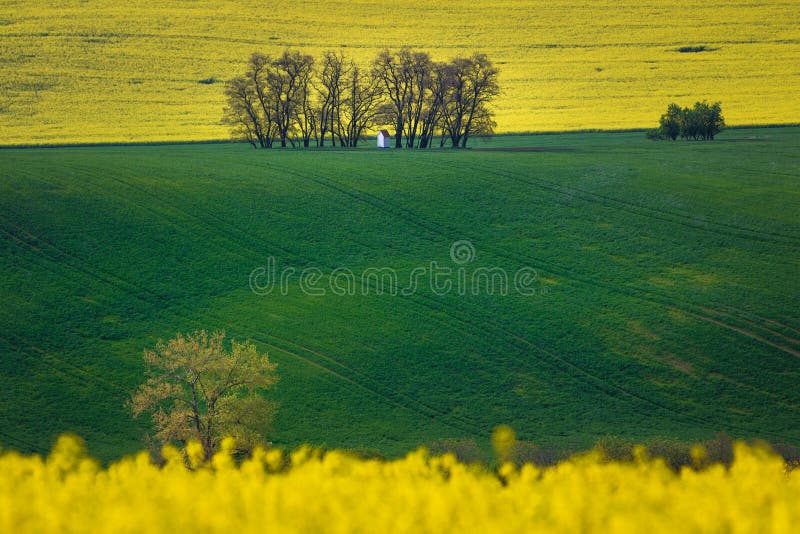 Petite chapelle dans une distance entourée par des arbres et des champs Floraison jaune de graine de colza et champ vert de jeune image stock Petite chapelle dans une distance entourée par des arbres et des champs Floraison jaune de graine de colza et champ vert de jeune image stock