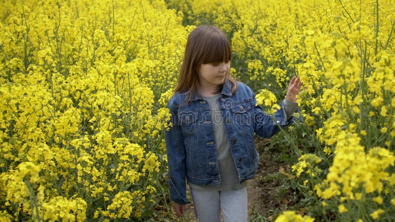 Petite fille adorable et heureuse en traversant le champ jaune à fleurs de canola au jour d'été ensoleillée banque de vidéos