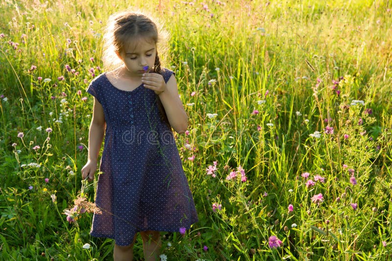 Petite fille sentant la fleur sauvage sur le pré d'été photos stock Petite fille sentant la fleur sauvage sur le pré d'été photos stock
