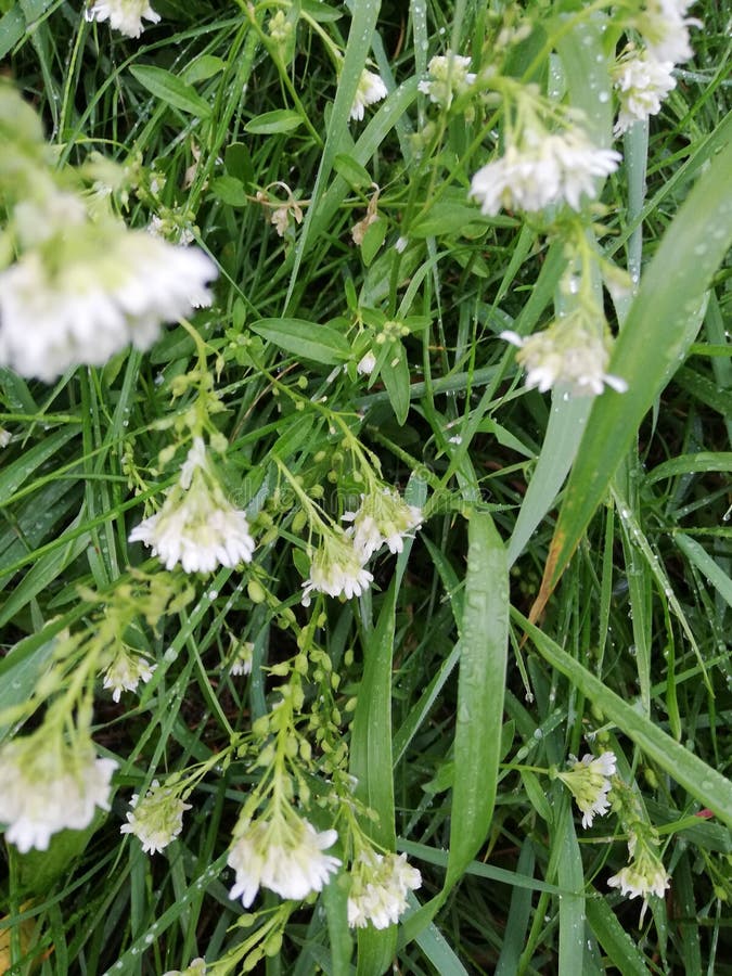 Petite Fleur Blanche De Jardin Avec De Petites Feuilles. Photo stock -  Image du vert, petit: 196807836