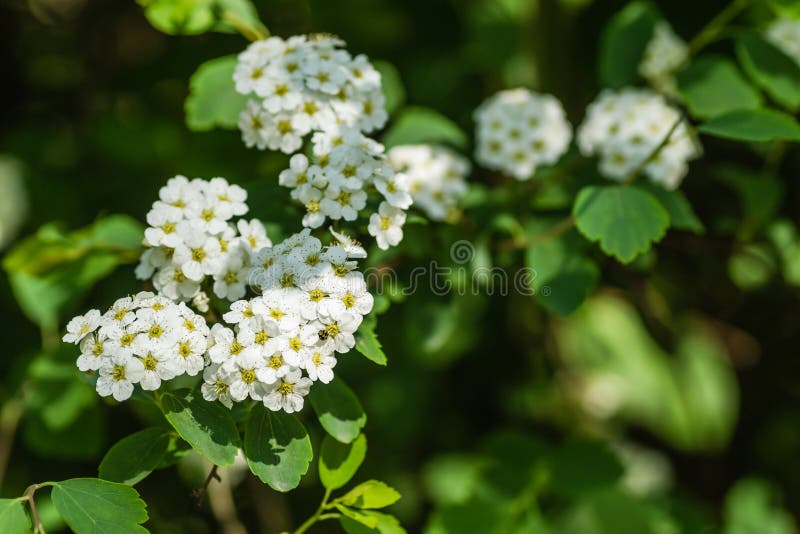 Petite Fleur Blanche-neige Alisum Alyssum Maritima. Photo stock - Image du  jardin, croissance: 217965568