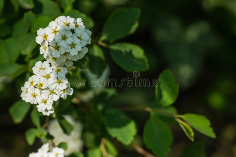 Petite Fleur Blanche-neige Alisum Alyssum Maritima. Photo stock - Image du  fond, beau: 217965716