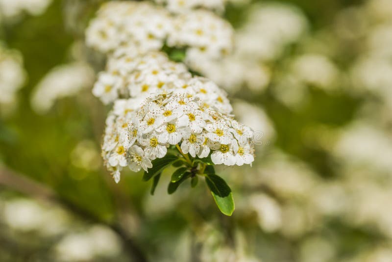 Petite Fleur Blanche-neige Alisum Alyssum Maritima. Image stock - Image du  décoration, arome: 217971899