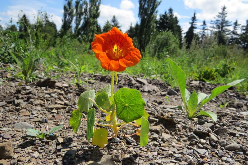 Petite fleur orange dans un domaine image stock Petite fleur orange dans un domaine image stock