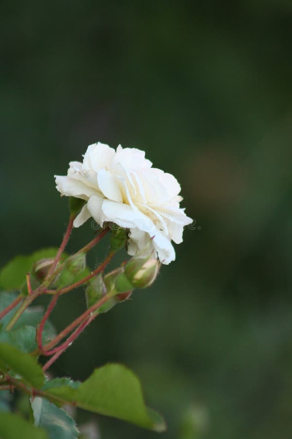 Petite fleur rose blanche image stock. Image du fleur - 184126675