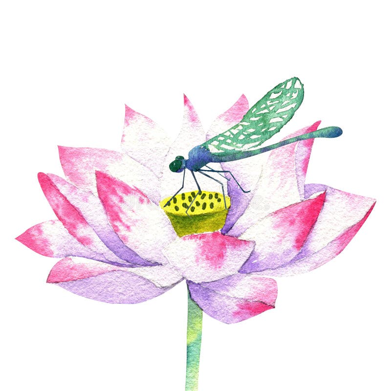 Petite Fleur Rose Du Dessin Daquarelle De Lotus