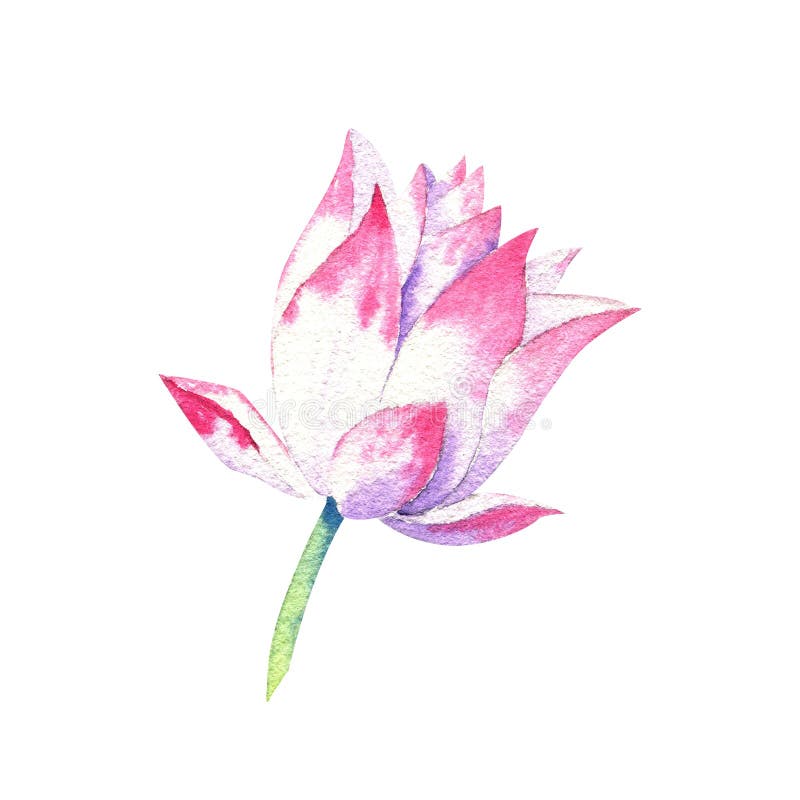Petite Fleur Rose Du Dessin Daquarelle De Lotus