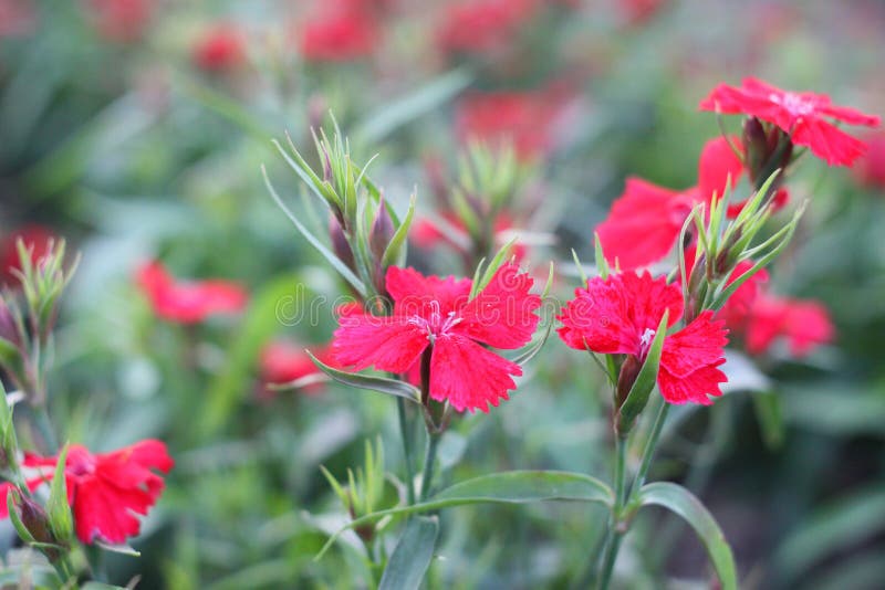 Petite Fleur Rouge Avec Le Pistil Blanc En Pleine Floraison Image stock -  Image du ketmie, bleu: 113199165