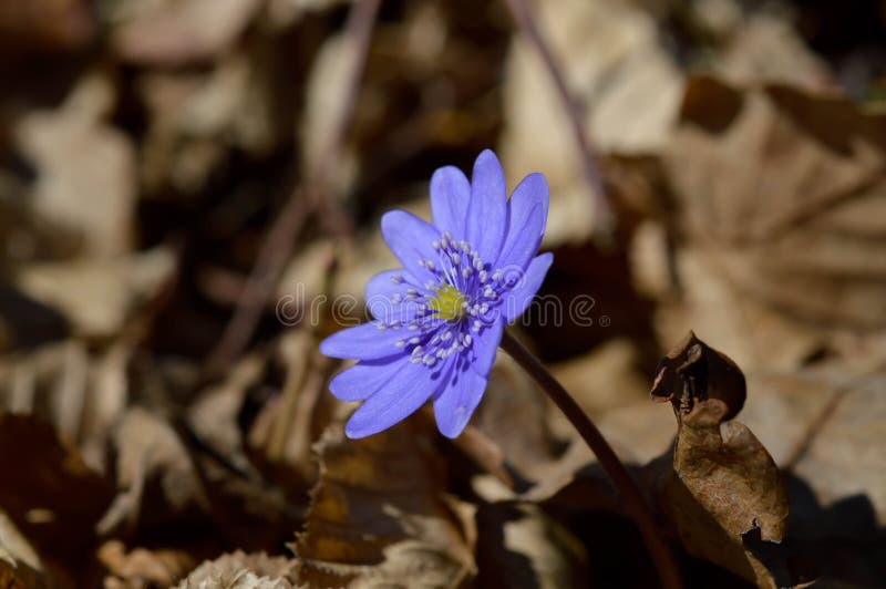 Petite Fleur Sauvage Violette Bleue Dans Les Bois Au Début Du Printemps  Photo stock - Image du couleur, vert: 216760440