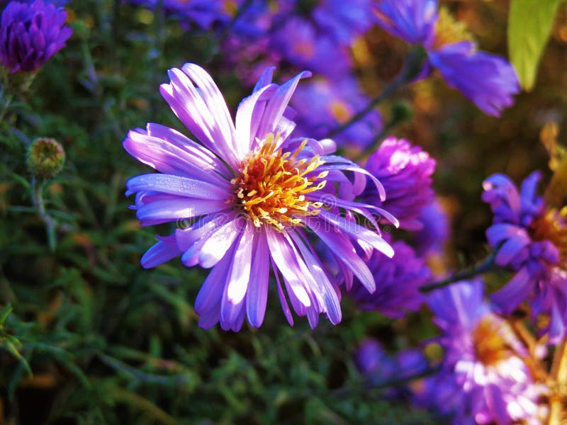 Petite Fleur Violette Avec Le Centre Jaune Avec La Foudre Molle, En Gros  Plan Photo stock - Image du petit, fleur: 167434386