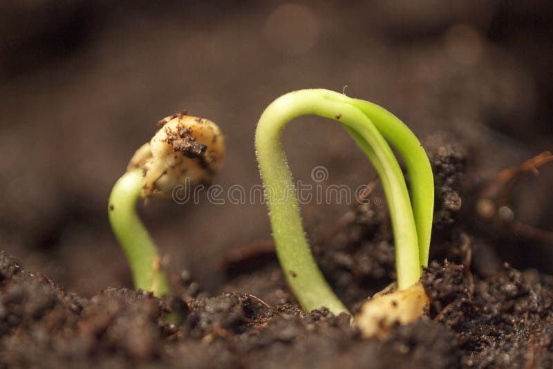 Pousse De Plante Verte élevant La Germination De La Nature Merveilleuse  D'été De Printemps De Graine D'isolement Sur Le Blanc Photo stock - Image  du couleur, ambiant: 114914524