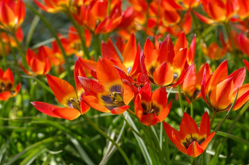 Petite princesse de Tulipa sauvage de tulipe photographie stock