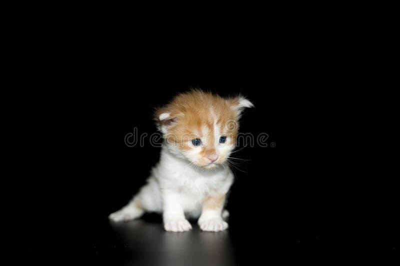 Petite Race De Chat Du Maine Coon De Chaton Petit Chaton Aveugle Et Sourd Quelques Semaines L Espece La Plus Populaire De Gros C Photo Stock Image Du Mignon Couche