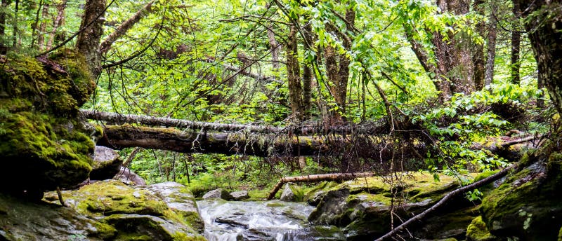 Petite rivière avec un tronc d'arbre au-dessus de lui photos stock Petite rivière avec un tronc d'arbre au-dessus de lui photos stock