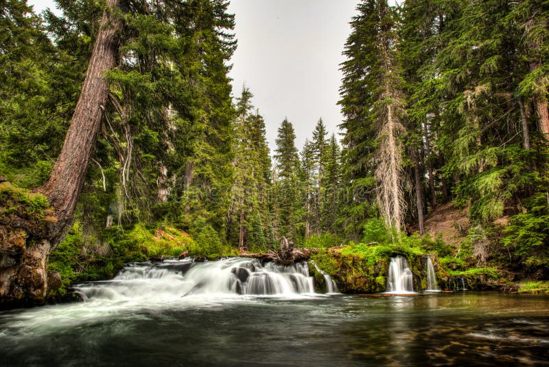 Petite rivière et petite cascade sur des rochers de mousse entre de grands arbres à feuilles persistantes en Oregon images libres de droits Petite rivière et petite cascade sur des rochers de mousse entre de grands arbres à feuilles persistantes en Oregon images libres de droits