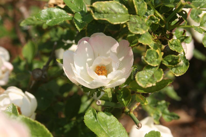 Petite Rose Blanche : Amour Platonique Photo stock - Image du centrale,  frais: 49567050