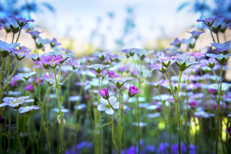Petite saxifrage blanc-rose sur le fond doux de ciel bleu avec le foyer mou Belles fleurs sur le pré d'été le jour ensoleillé, fl photos stock Petite saxifrage blanc-rose sur le fond doux de ciel bleu avec le foyer mou Belles fleurs sur le pré d'été le jour ensoleillé, fl photos stock