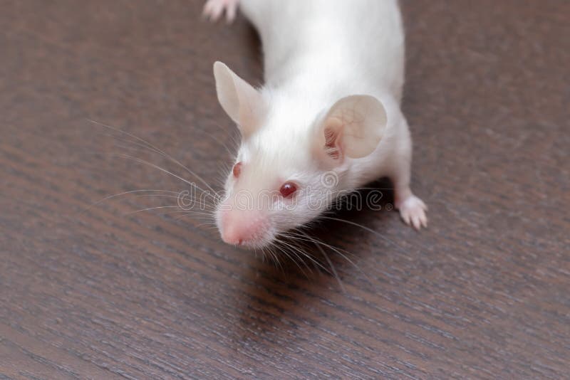 Petite Souris Blanche Mignonne De Laboratoire Sur Le Fond En Bois Brun  Photo stock - Image du fourrure, gosse: 136032566