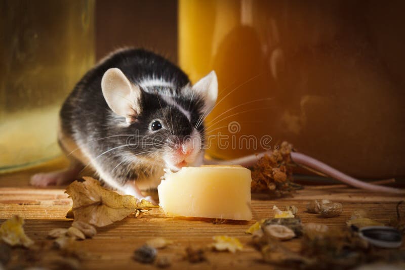Petite souris mangeant du fromage en sous-sol photo libre de droits Petite souris mangeant du fromage en sous-sol photo libre de droits