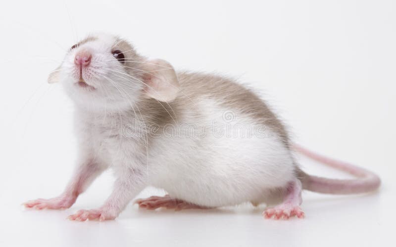 Petite Souris Mignonne De Bebe Photo Stock Image Du Reniflement Projectile