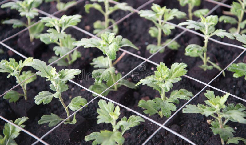 Petites coupes nouvellement plantées de chrysanthème entre la gaze du Cl image stock Petites coupes nouvellement plantées de chrysanthème entre la gaze du Cl image stock