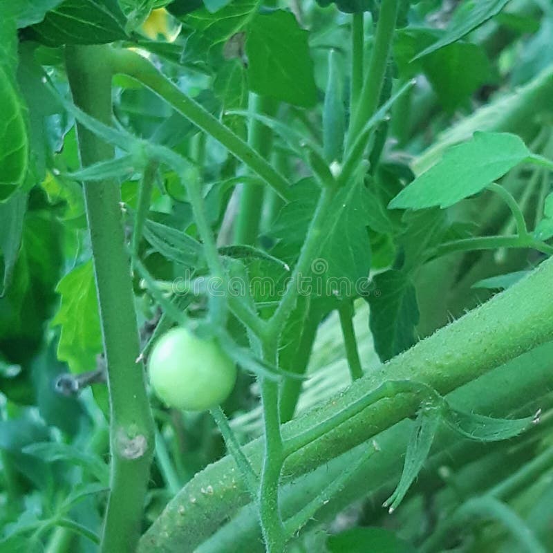 Petites et moyennes tomates vertes image libre de droits