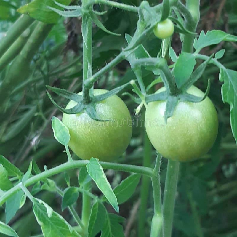 Petites et moyennes tomates vertes photos libres de droits