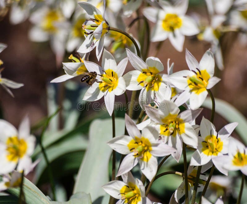 Petites Fleurs Blanches Avec Six Pétales, Un Coeur Jaune Image stock -  Image du tige, soleil: 105826719