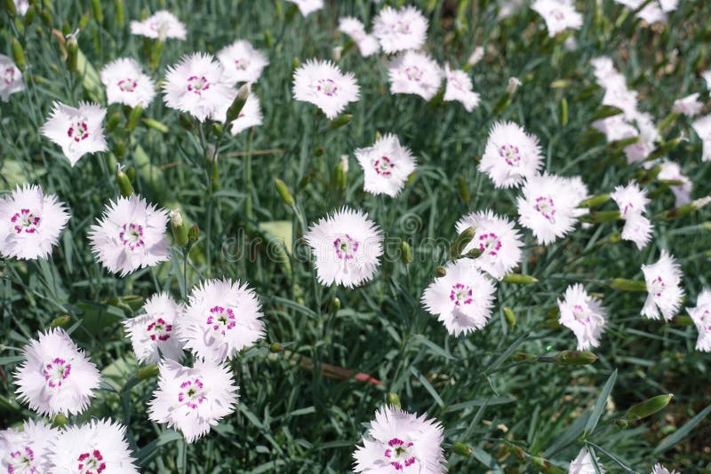 Petites Fleurs Blanches De Rose De Jardin Image stock Image du lame