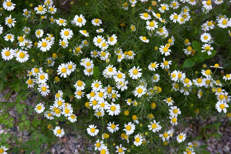 Petites Fleurs Blanches Sauvages Photo stock - Image du bouquet, beau:  73088492