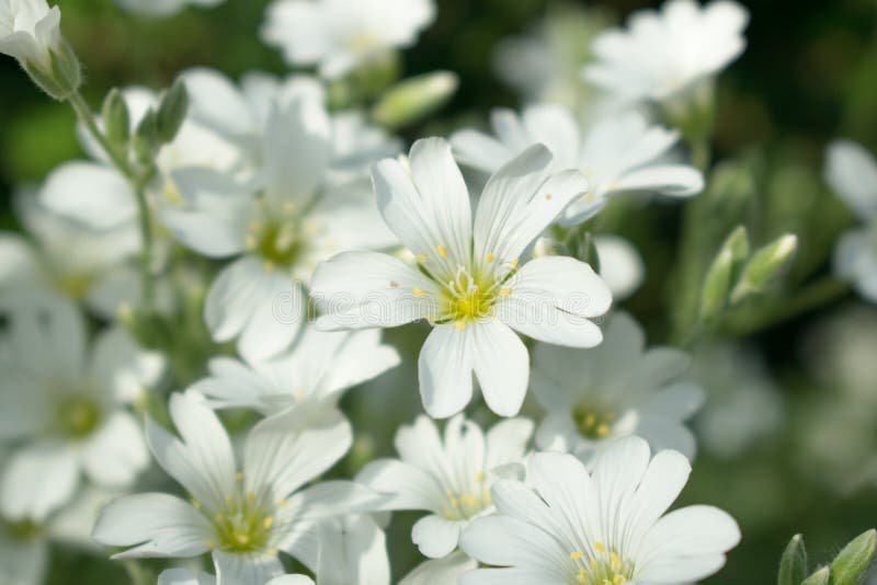 Petites Fleurs Blanches Sur Une Pelouse De Forêt Photo stock - Image du  verts, pelouse: 93115658