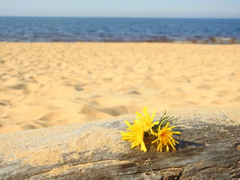 Petites fleurs jaunes photographie stock libre de droits Petites fleurs jaunes photographie stock libre de droits