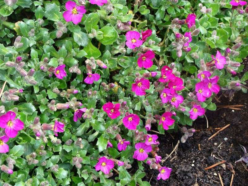 Petites fleurs roses image stock. Image du centrale, botanique 40023435