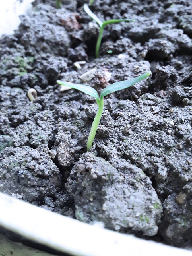 Petites tomates images libres de droits Petites tomates images libres de droits