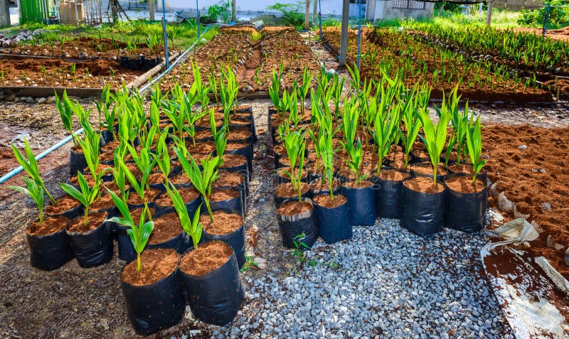 Petits arbres de jeune noix de coco préparations pour de telles variétés pour p images libres de droits Petits arbres de jeune noix de coco préparations pour de telles variétés pour p images libres de droits