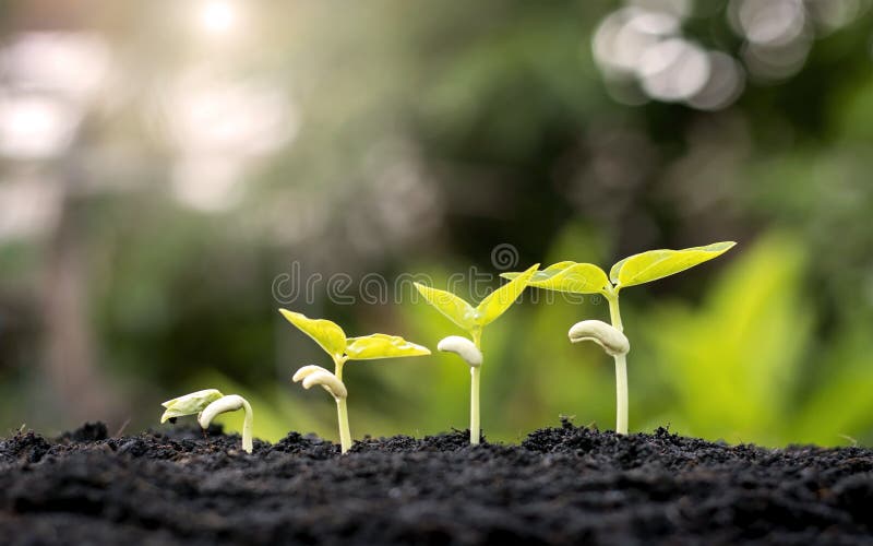 Small trees of different sizes on a green background, the concept of environmental stewardship and World Environment Day. Small trees of different sizes on a green background, the concept of environmental stewardship and World Environment Day