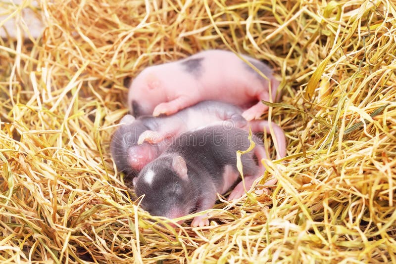 Petits Bébés De Souris Dans Le Nid Photo stock Image du mignon, chéri 41456272