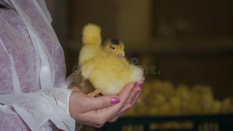 Petits canetons mignons dans des mains femelles