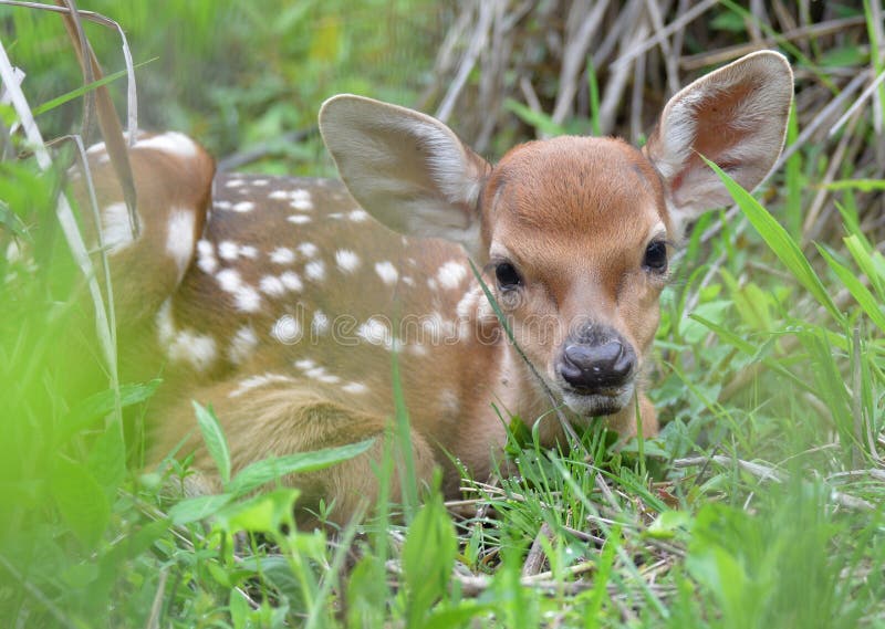 Petits cerfs communs mignons photos libres de droits Petits cerfs communs mignons photos libres de droits