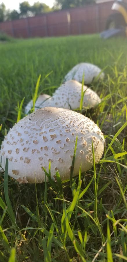 Petits champignons photos stock Petits champignons photos stock