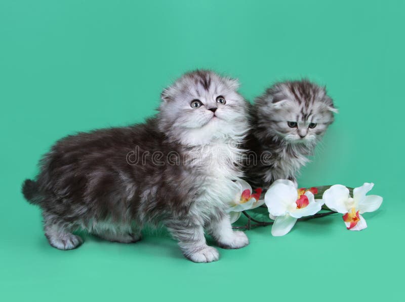 Petits chatons de pli d'écossais images stock Petits chatons de pli d'écossais images stock