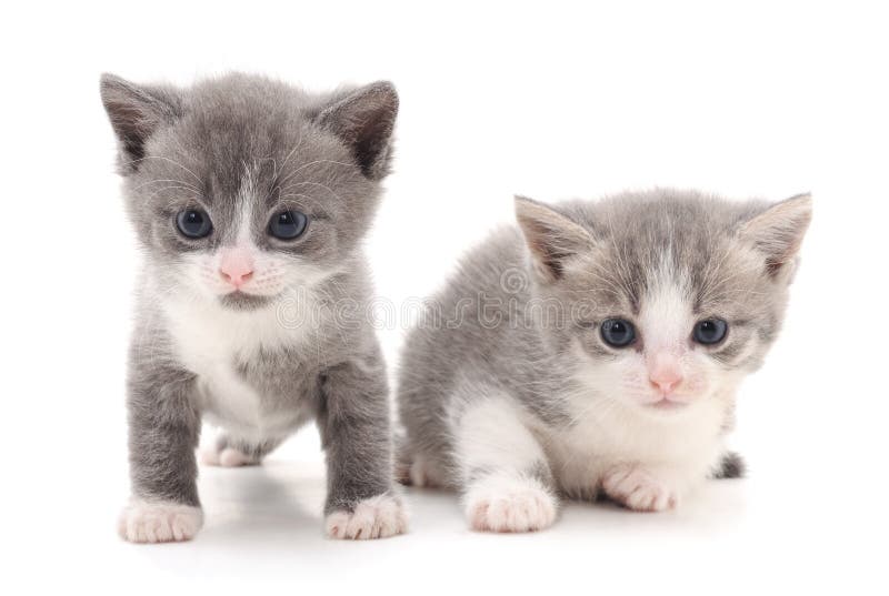 Petits Chatons Gris Photo Stock Image Du Gris Chatons Petits Chatons Gris Photo Stock Image Du Gris Chatons