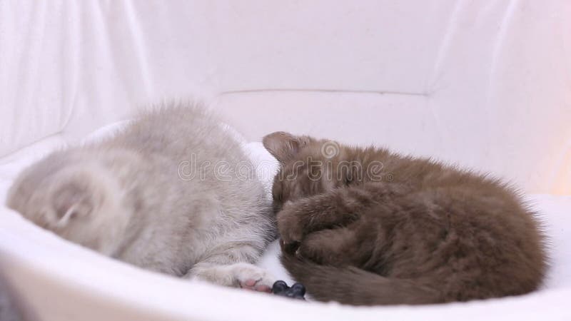 Petits chatons pelucheux se situant dans la maison d'animal familier, chats jouant pendant l'exposition d'animal familier