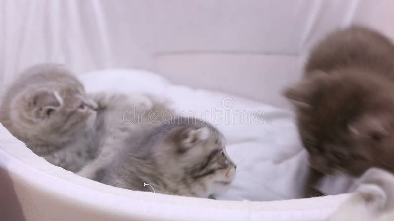 Petits chats drôles jouant les uns avec les autres à l'exposition d'animal familier, beaux animaux