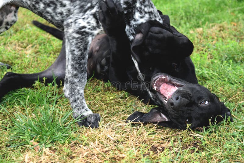 Petits chiens fâchés avec les dents dénudées sur l'herbe photo stock Petits chiens fâchés avec les dents dénudées sur l'herbe photo stock