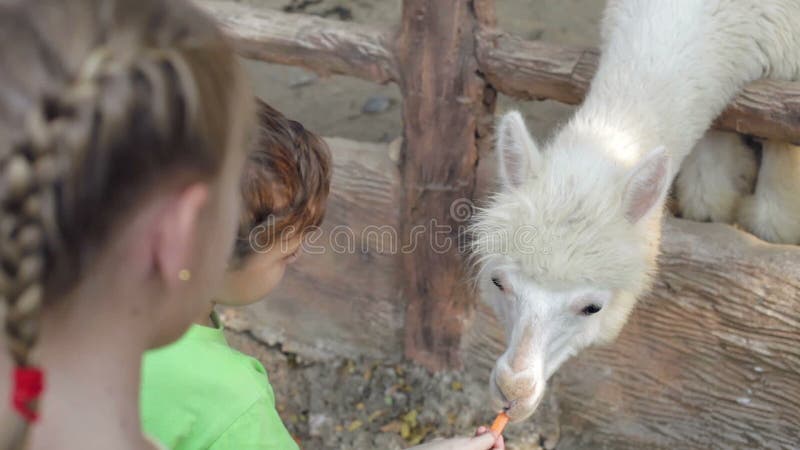 Petits enfants alimentant un lama
