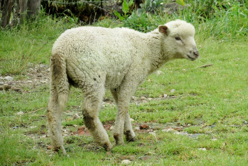 Comment S'appelle Le Petit Du Mouton Petits Moutons De Bébé Dans La Terre De Ferme Photo stock - Image du
